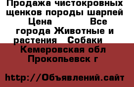 Продажа чистокровных щенков породы шарпей › Цена ­ 8 000 - Все города Животные и растения » Собаки   . Кемеровская обл.,Прокопьевск г.